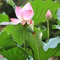 IMG_4713.JPG