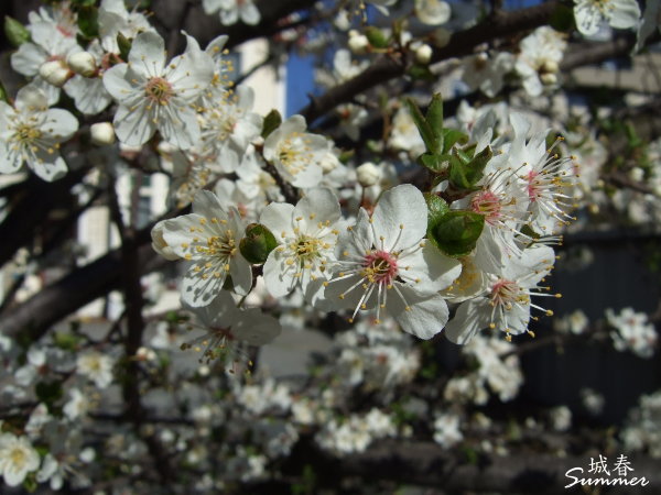 DSCF2687.JPG