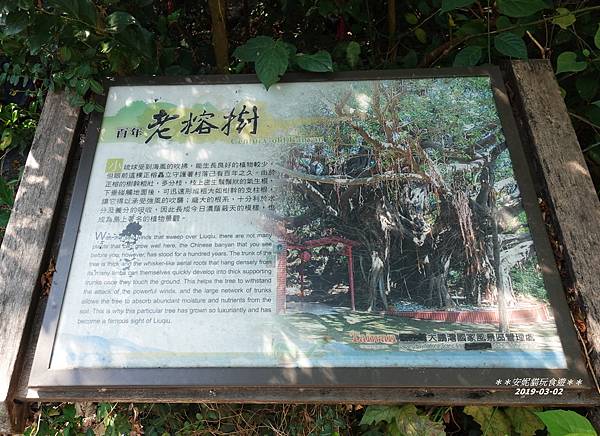 【2019228小琉球之旅】三個景點一次完成.百年榕樹秘境、 【2019228小琉球之旅】三個景點一次完成.百年榕樹秘境、