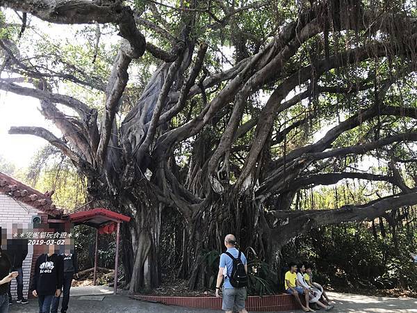 【2019228小琉球之旅】三個景點一次完成.百年榕樹秘境、 【2019228小琉球之旅】三個景點一次完成.百年榕樹秘境、