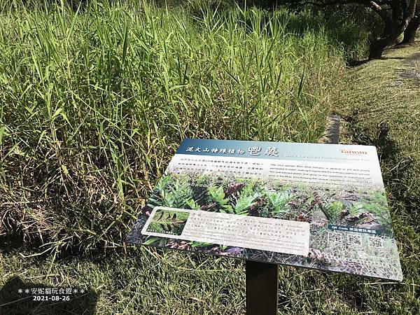 【2021雙東遊記。花蓮】泥火山你看過，但泥火山做的豆腐你吃