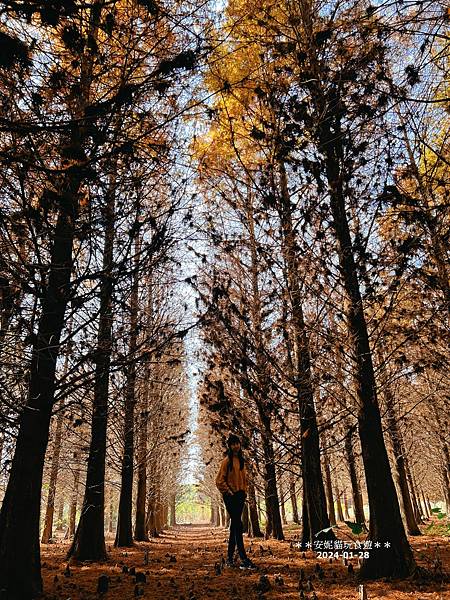 【雲林。林內】不夠紅也很美．九芎落羽松秘境