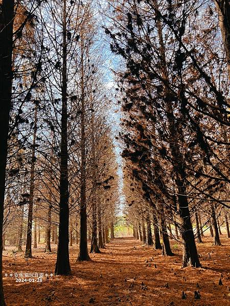 【雲林。林內】不夠紅也很美.九芎落羽松秘境 【雲林。林內】不夠紅也很美.九芎落羽松秘境