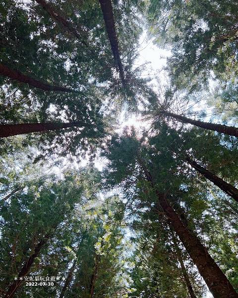 【南投。國姓】(第136露)在森林裡睡一晚|露蝦米16個夏天 【南投。國姓】(第136露)在森林裡睡一晚|露蝦米16個夏天