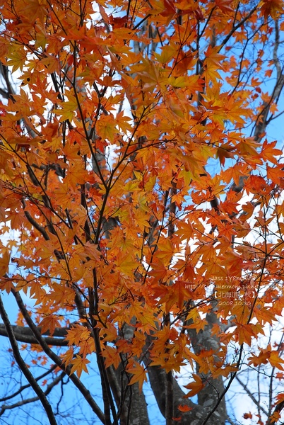 北海道 秋 08 10 30 函館大沼公園紅葉篇 安妮貓玩食遊 痞客邦