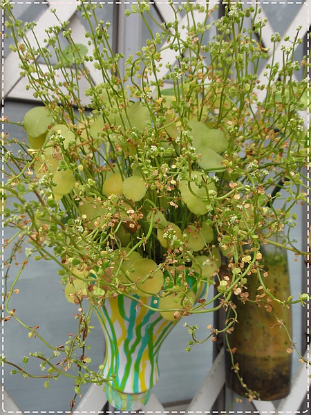 0529-28.JPG 0529-28.JPG