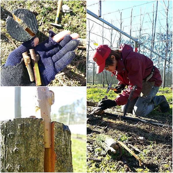 PhotoGrid_1551280869007.jpg PhotoGrid_1551280869007.jpg