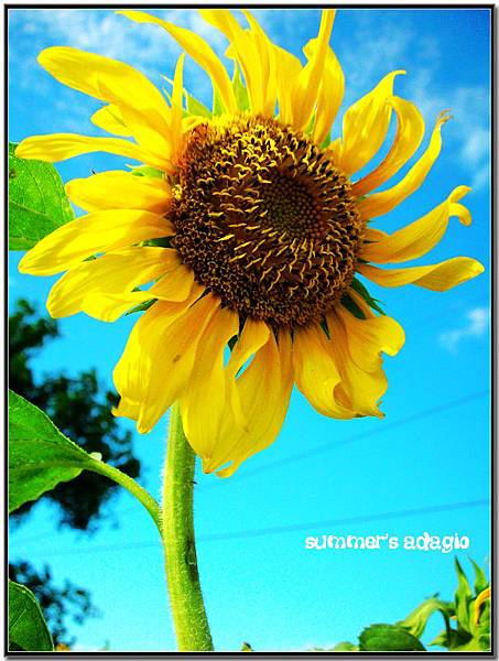 9-我的夏天的尾巴