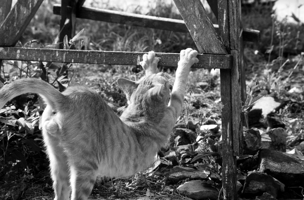 23-搖擺在夏天尾巴