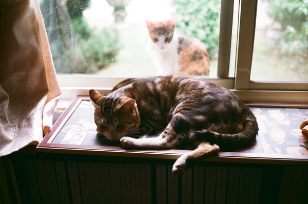 28-觸不到的願望