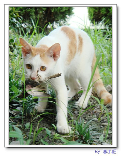 29-貓的夏日