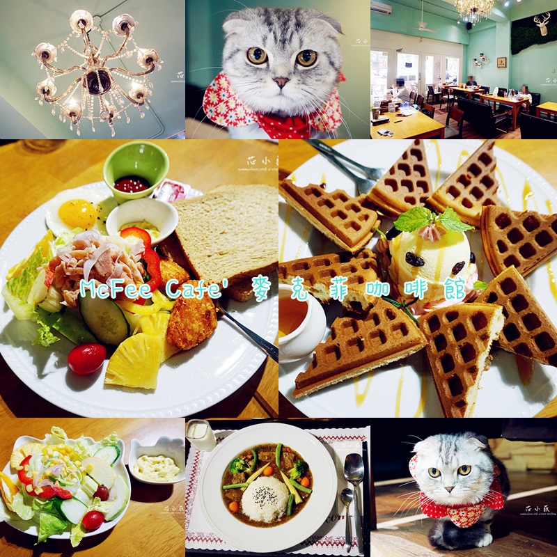 cats麥克菲.jpg cats麥克菲.jpg