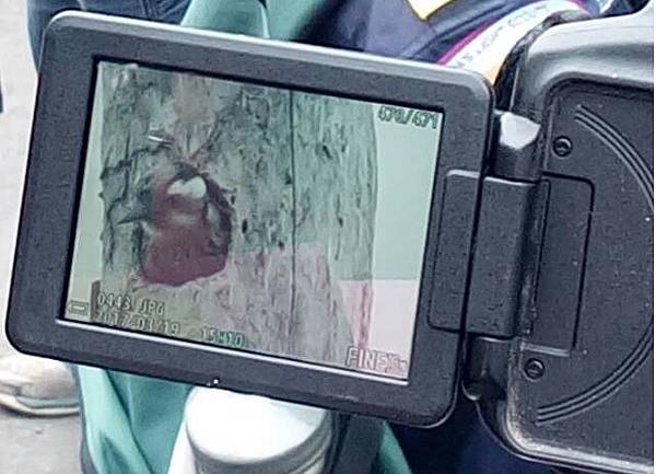 啄木鳥 啄木鳥