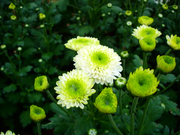 不知名小菊花