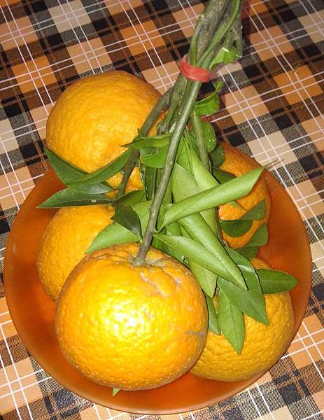 水果3-橘子.jpg