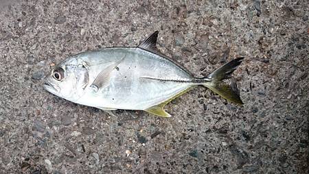 甘仔魚三匹 鸚歌魚一匹 海天一色最是美 痞客邦 甘仔魚三匹 鸚歌魚一匹 海天一色最是美 痞客邦