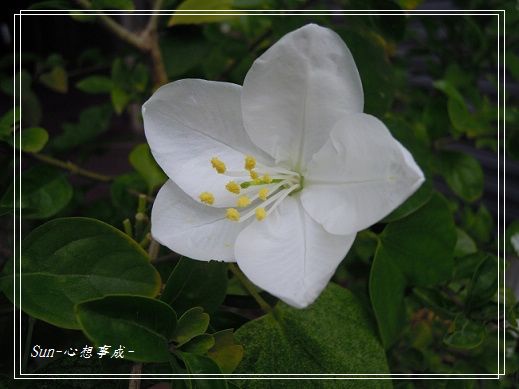 2013100922白花羊蹄甲