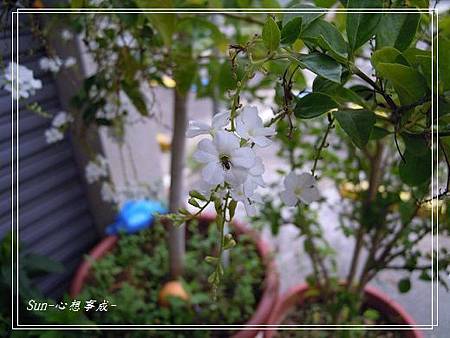 2013100927白花金露花