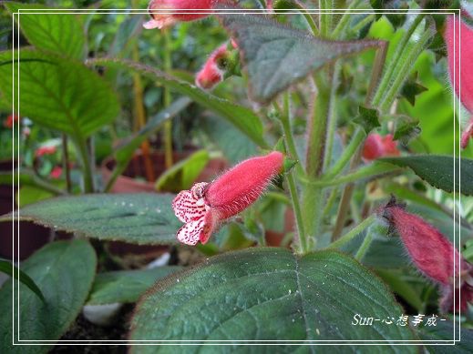 20140223032苦苣苔科花貓.jpg