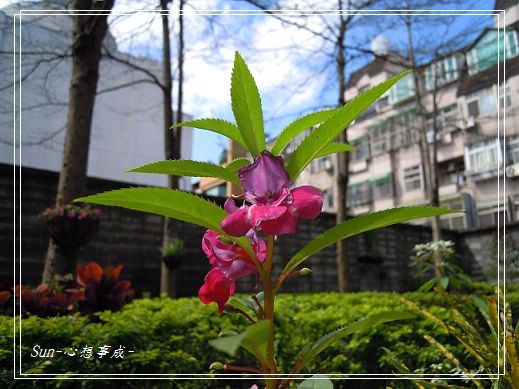 20140223037鳳仙花.jpg