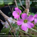 20140420023紫花酢漿草.jpg