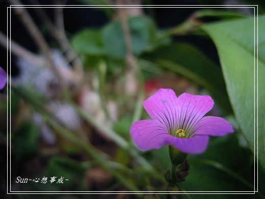 20140420026紫花酢漿草.jpg