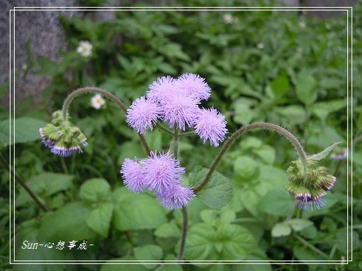 20140503001紫花藿香薊.jpg