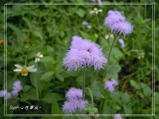 20140503007紫花藿香薊.jpg