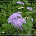 20140503008紫花藿香薊.jpg