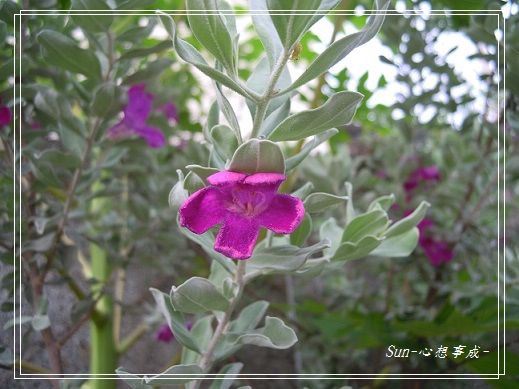 20140621043紅花玉芙蓉.jpg