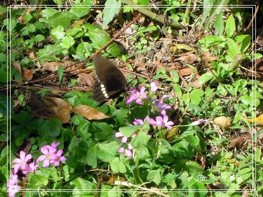 20141231063玉帶鳳蝶(帶斑型)(雄).jpg