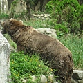 1000930動物園校外教學 (16).JPG