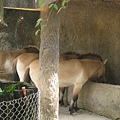 1000930動物園校外教學 (21).JPG