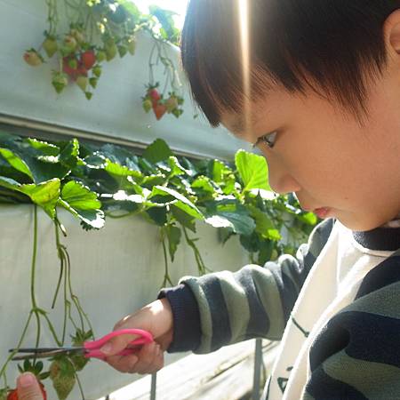 20140128イチコを取りまちました 20140128イチコを取りまちました