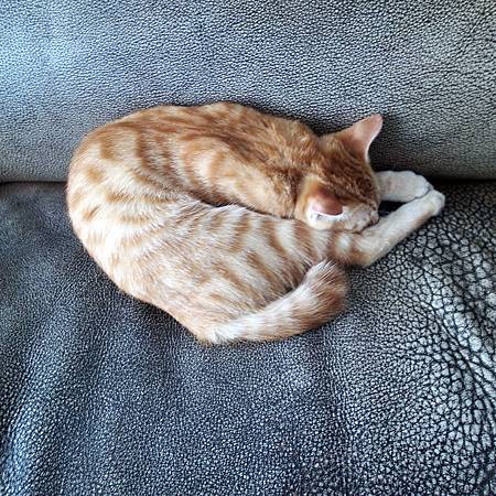 20140908ねこはヨガ達人です。 20140908ねこはヨガ達人です。