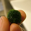 小綠藻-2.jpg