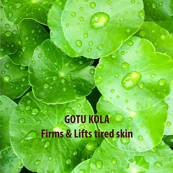 30005-Gotu-Kola-and-Geranium-Moisturizer-Background-Ingredient_2048x2048.jpg