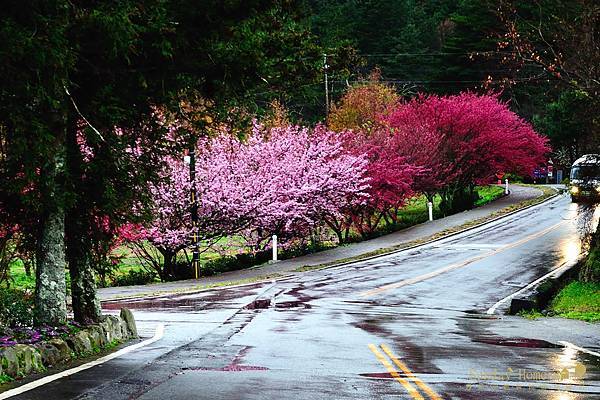 20120207 武陵農場賞櫻花 【宜蘭民宿】Sunday Home