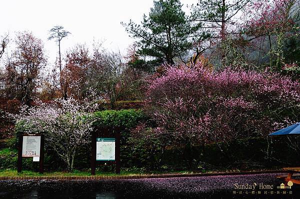 20120207 武陵農場賞櫻花 【宜蘭民宿】Sunday Home