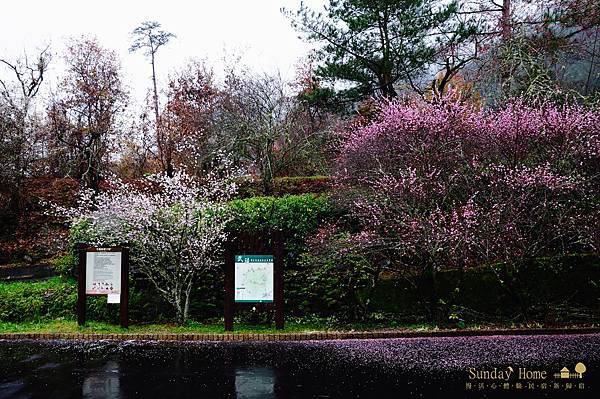 20120207 武陵農場賞櫻花 【宜蘭民宿】Sunday Home