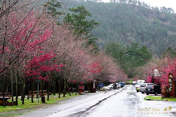 20120207 武陵農場賞櫻花 【宜蘭民宿】Sunday Home