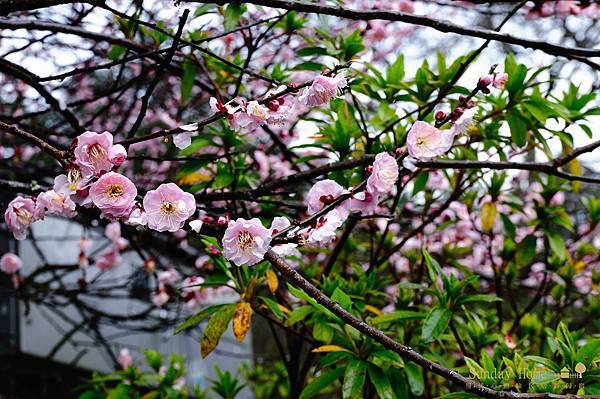 20120207 武陵農場賞櫻花 【宜蘭民宿】Sunday Home
