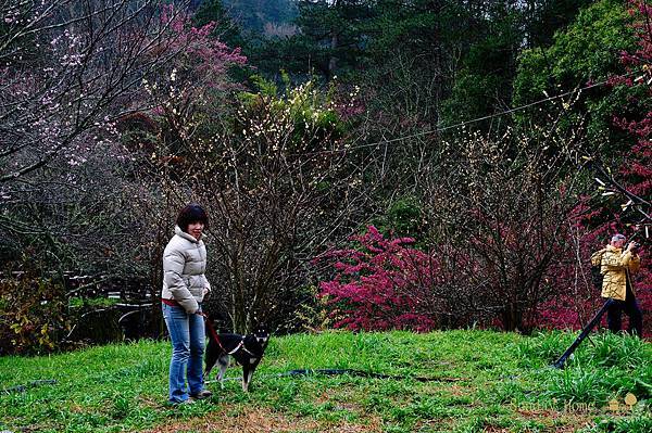 20120207 武陵農場賞櫻花 【宜蘭民宿】Sunday Home