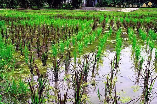 【宜蘭旅遊景點推薦】2014 綠色博覽會-看見土地新價值 【宜蘭民宿】Sunday Home