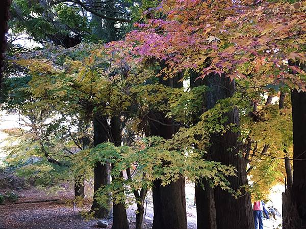 【宜蘭旅遊景點推薦】20141126 福壽山農場/梨山蜜蘋果 【宜蘭民宿】Sunday Home