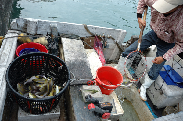 豐收的南方澳‧喊魚的樂趣 【宜蘭民宿】Sunday Home