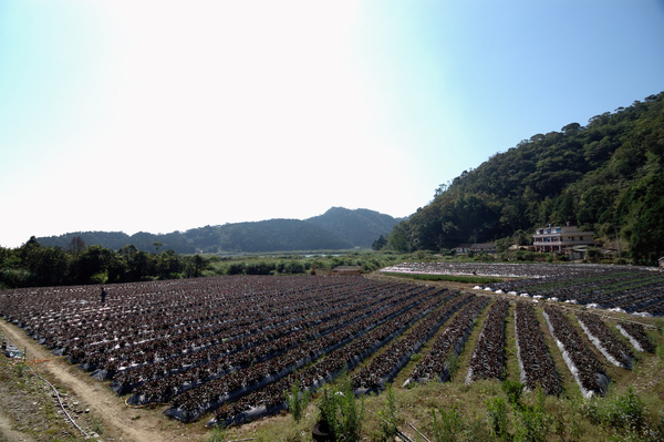 【宜蘭旅遊景點】福山植物園 【宜蘭民宿】Sunday Home