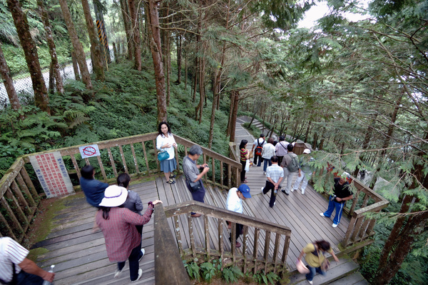 【宜蘭旅遊景點推薦】神木的故鄉-馬告生態公園 【宜蘭民宿】Sunday Home