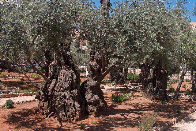 nEO_IMG_jerusalem_garten_gethsemane02