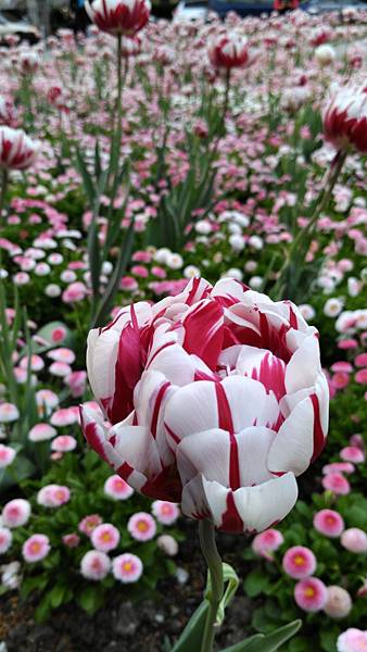 10. 花季一隅.jpg 10. 花季一隅.jpg